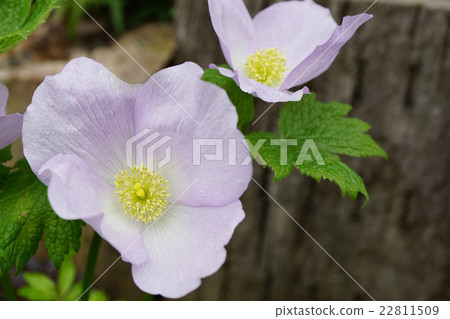 Light purple Shiraneeaoi 22811509