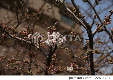 Spring Spring 22811785