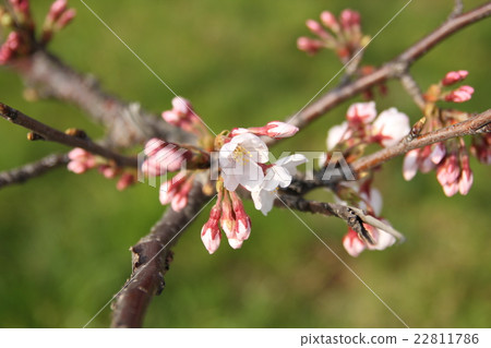 Cherry Blossoms Cherry Blossoms 22811786