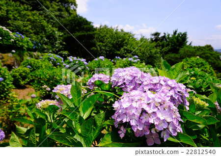八仙花屬視域風景 八仙花屬視域風景 22812540