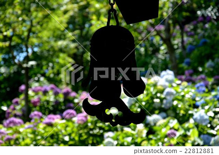 Hydrangea in Kamakura 22812881