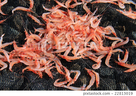 Sakura shrimp's sun-dried sun Sakura shrimp's sun-dried sun 22813019
