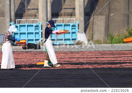 Sakura shrimp's sun-dried sun Sakura shrimp's sun-dried sun 22813026