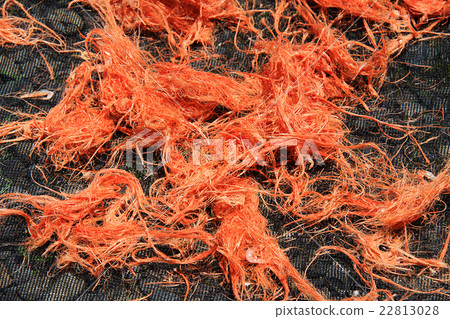 Sakura shrimp's sun-dried sun Sakura shrimp's sun-dried sun 22813028