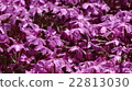 Moss phlox  22813030