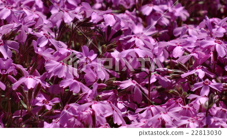 Moss phlox Moss phlox 22813030