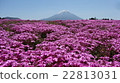 Mount Fuji and mushrooms 22813031