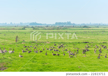 Lots of wild geese searching food on the meadow 22813711
