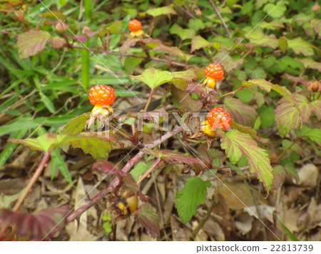 尼加稻草 22813739