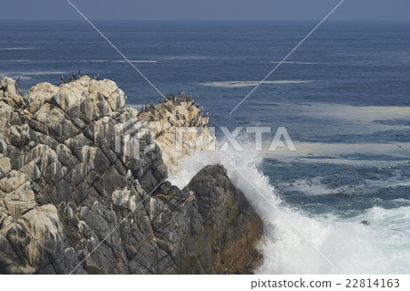 Seabirds on the Coast of Chile Seabirds on the Coast of Chile 22814163