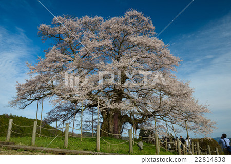 Daigo Sakura Daigo Sakura 22814838