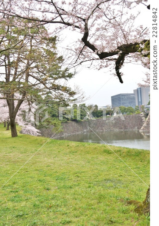 Tokyo sightseeing guide Imperial Palace Information · Cherry blossoms blooming in the dry moat at the Imperial Palace Dry Street · Vertical position Tokyo sightseeing guide Imperial Palace Information · Cherry blossoms blooming in the dry moat at the Imperial Palace Dry Street · Vertical position 22814842
