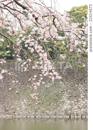 Tokyo sightseeing guide Imperial Palace Information · Cherry blossoms blooming in the dry moat at the Imperial Palace Dry Street · Vertical position Tokyo sightseeing guide Imperial Palace Information · Cherry blossoms blooming in the dry moat at the Imperial Palace Dry Street · Vertical position 22814875