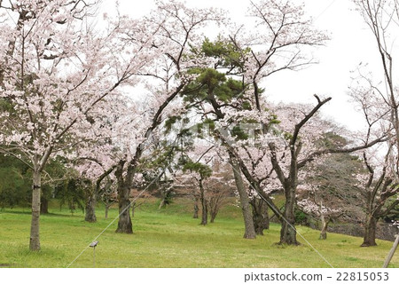 Tokyo Tourist Information Guide Imperial Palace Information · Young Sakuragi aside the Imperial Palace Dr. · Horizontal Position 22815053