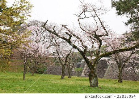 東京觀光指南皇宮信息·帝王乾街旁的幼樹和護城河的干牆·水平位置 22815054