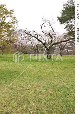 Tokyo sightseeing guide Imperial Palace Information · Young cherry trees beside the Imperial Dry street and retaining wall of dry moat · Vertical position 22815055
