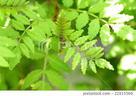 日本胡椒幼葉 22815560