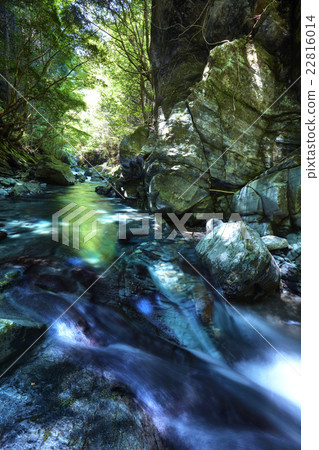 靜岡縣白倉峽鮮綠 22816014