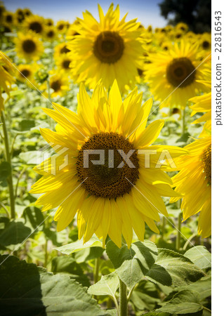 Sunflowers in sunshine 22816543