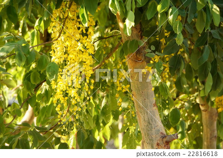 Golden Shower (Golden Shower) 22816618