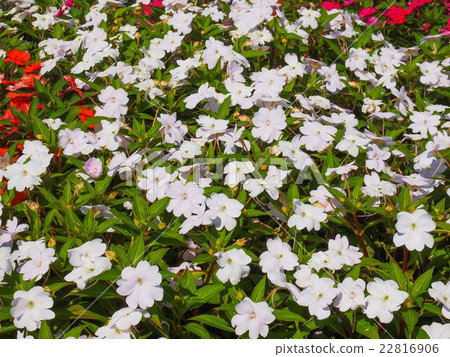 Impatiens New Guinea flower 22816906