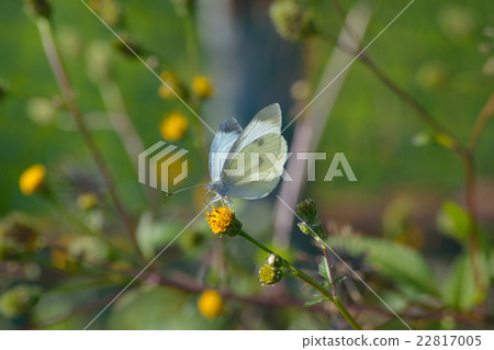 Monsieur root 22817005