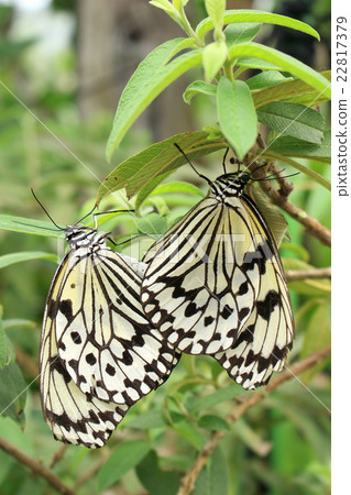 Two giant fish 22817379