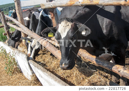Cows on the farm 22817726