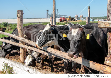 Cows on the farm Cows on the farm 22817727