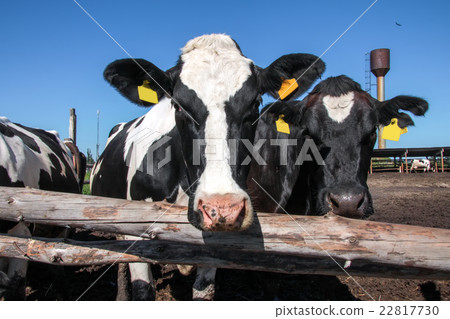 Cows on the farm Cows on the farm 22817730