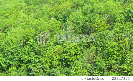 Forest trees (Hokkaido) 22817863