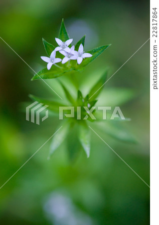 Hana ya Emuru 22817864