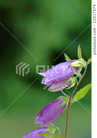 Firefly grass Firefly grass 22817974