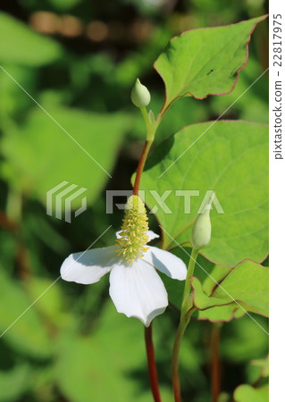 Houttuynia cordata flower Houttuynia cordata flower 22817975