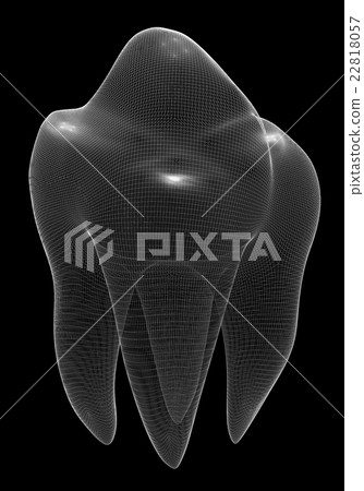 image of the human tooth image of the human tooth 22818057