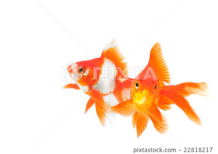 Goldfish 03 22818217