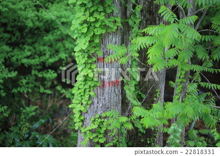 Fresh green of Minami Aizu Fresh green of Minami Aizu 22818331