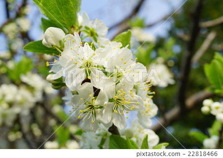  梅花 22818466