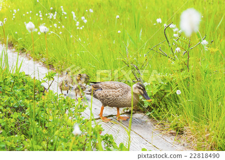 Spoiled and the carrigo family 22818490