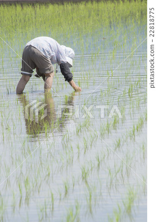 Senior women planting rice Senior women planting rice 22818775