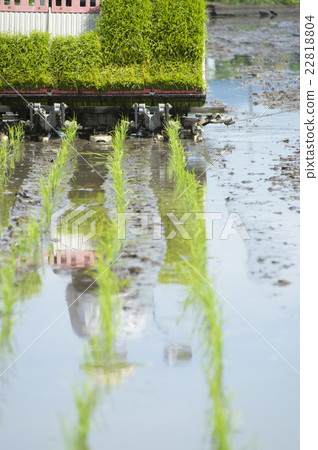 Rice planting with rice transplanter 22818804