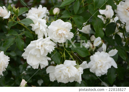 Cult blanche 22818827