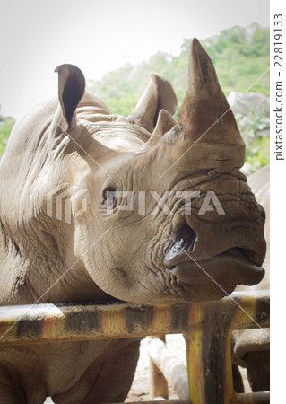 Rhinoceros closeup in the public zoo 22819133