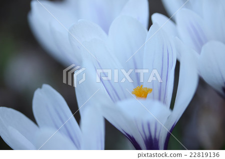 Representative flower crocus of early spring Representative flower crocus of early spring 22819136