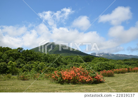Renge azalea and Hakkoda mountain Renge azalea and Hakkoda mountain 22819137