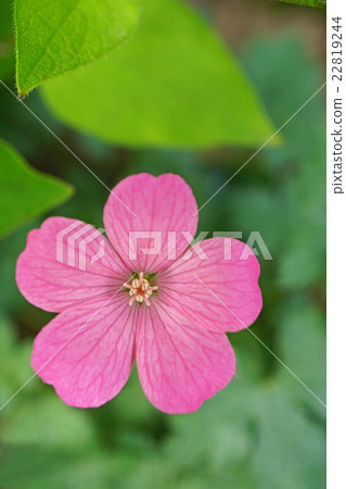 Fuurosou Fuurosou 22819244