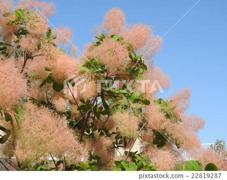 Smoke tree in full bloom 22819287
