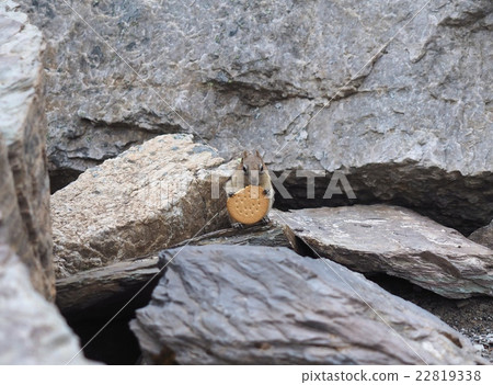 野生松鼠和曲奇餅自然在加拿大 野生松鼠和曲奇餅自然在加拿大 22819338