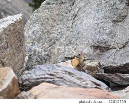 野生松鼠和曲奇餅自然在加拿大 野生松鼠和曲奇餅自然在加拿大 22819339
