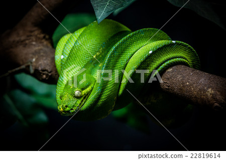 green snake is on a branch 22819614